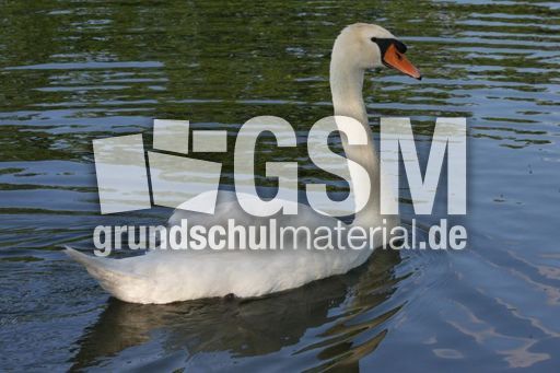 Höckerschwan-003.jpg